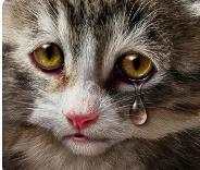 котик плачет.png