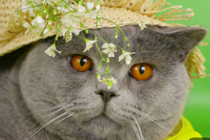 котолето.png