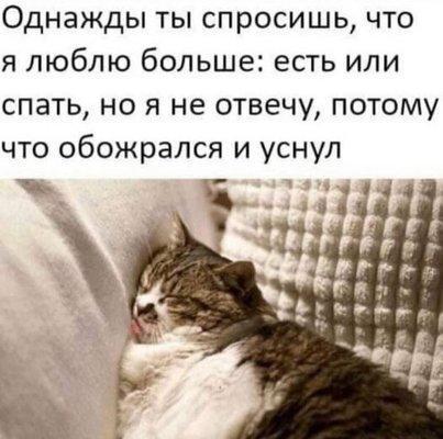 кот.jpg
