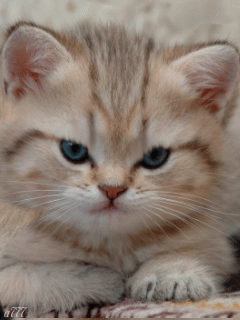 к.gif