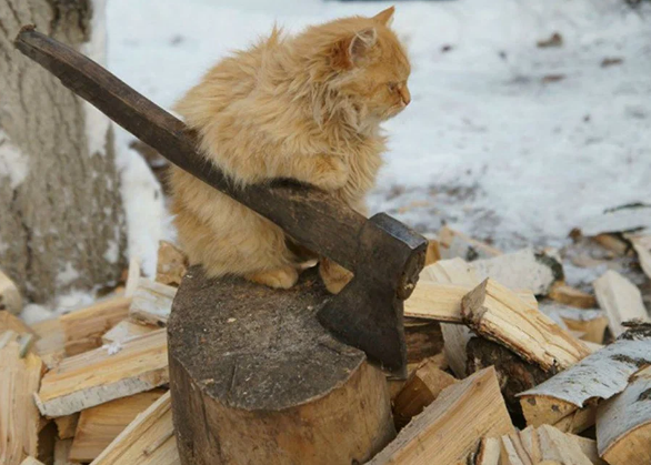коте с топ.png