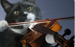 котескр.png