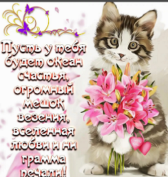 котесчастье..png