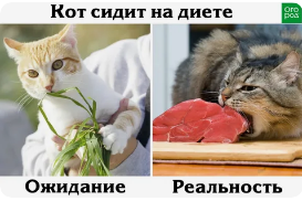 коте на диете..png