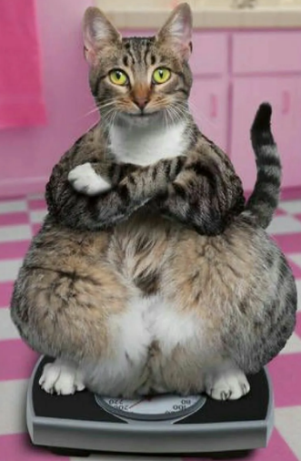 котевес.png