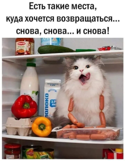 котеместо.png