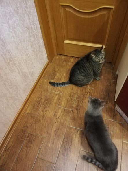 коты12.jpg