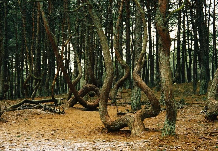 танцующий лес.JPG