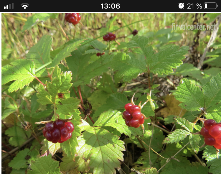 D89CC3FD-3C53-4B04-B49D-7989B2F9875F.jpeg