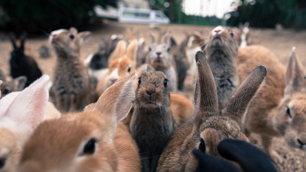 кролики.png