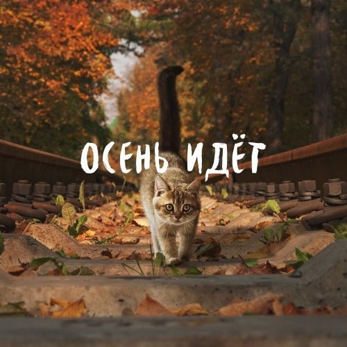 осень идёт.jpg