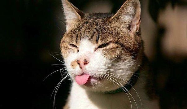 котя с яз..jpg