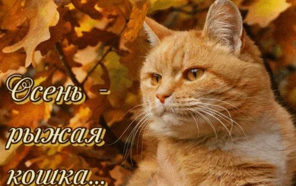изображение_2024-09-25_174959129.png
