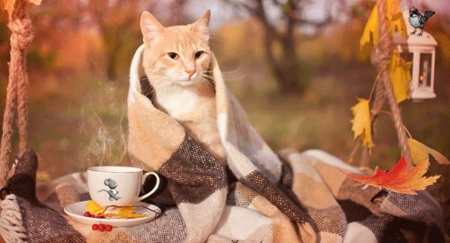 котеосень.png