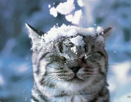 изображение_2024-11-13_011718128.png