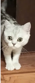 коте бел.png