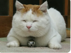 изображение_2025-01-13_163315647.png