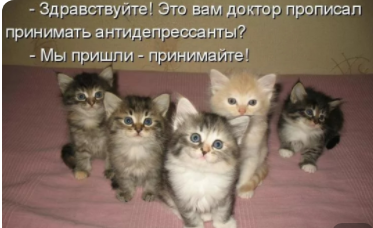 кото ант.png