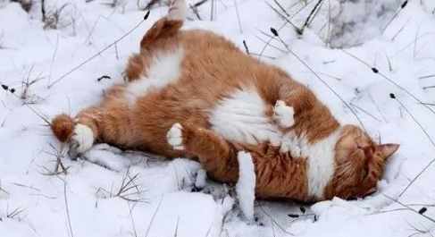 изображение_2025-02-06_181723661.png