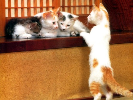 1243206468_cats_onua_com_ua-24.jpg
