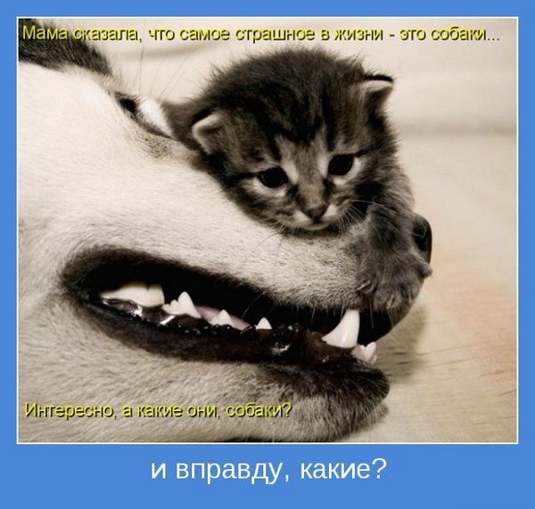 1265381641_1265314942_motivator-1464.jpg