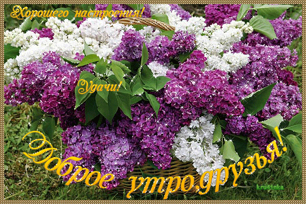СИРЕНЬ!!!!!.gif