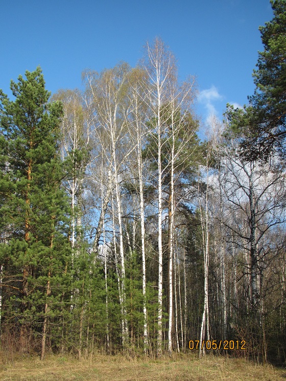 лес.jpg