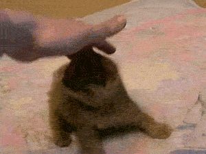 431642049.gif
