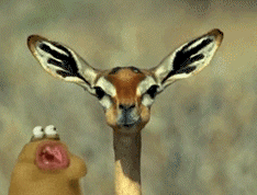 876768021.gif