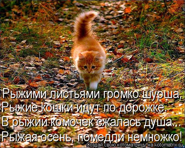 kotomatritsa_K8.jpg