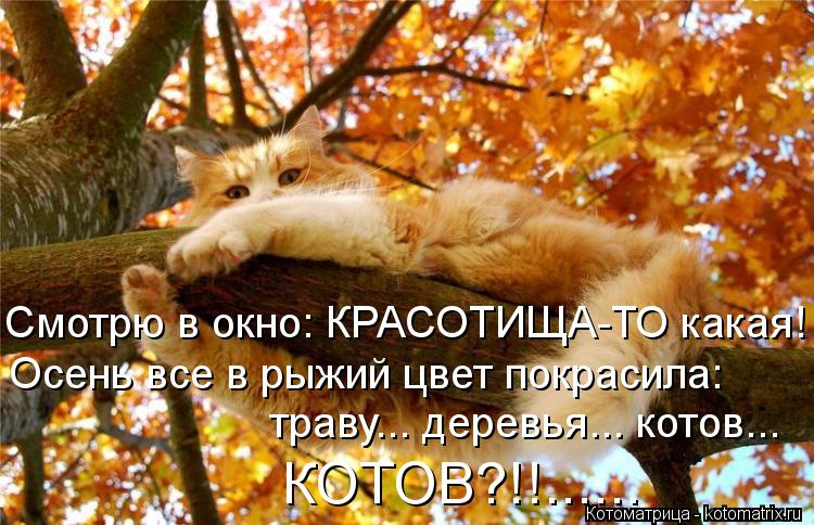 kotomatritsa_Y.jpg