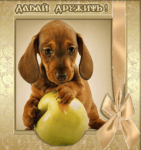 собака.gif