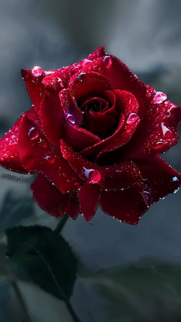 роза.gif