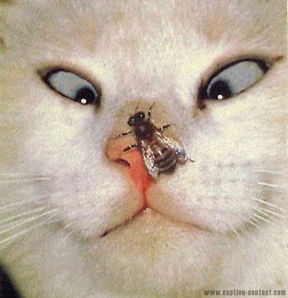 funny-cat-9.jpg