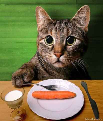 4366558_dieta7765.jpg