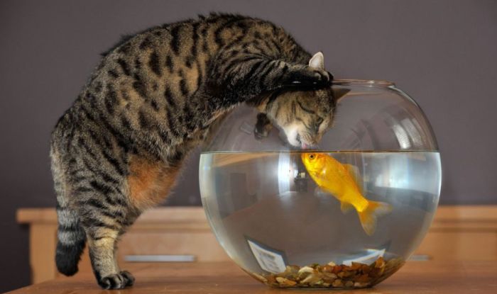 cat_01.jpg