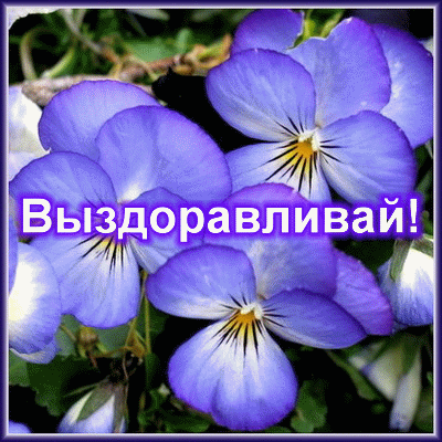 08.gifпп.gif