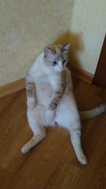 x_60712822.jpg
