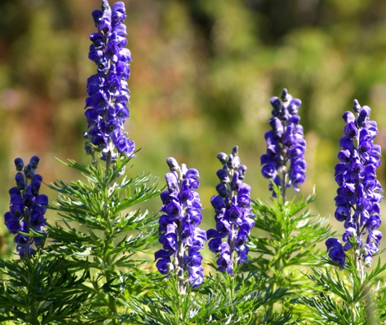 Aconitum0.jpg
