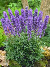 aconitum napellus3.jpg