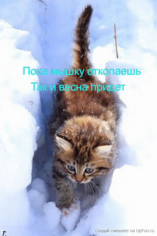 pic682-1262780812 Кот.jpg