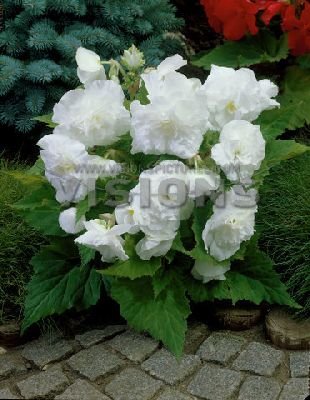 phoca_thumb_l_begonia non stop white.jpg