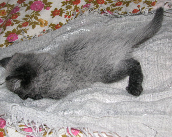 котик.jpg
