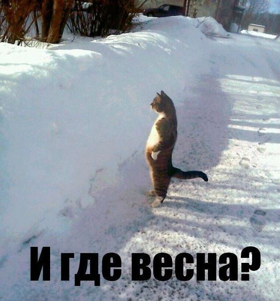 весна.JPG