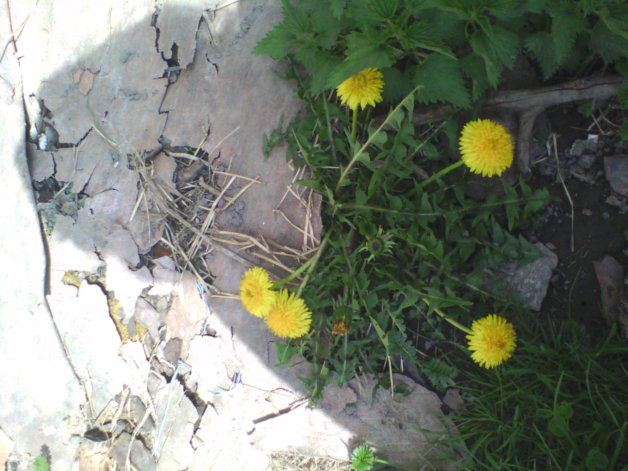 IMG_20130428_140130.jpg
