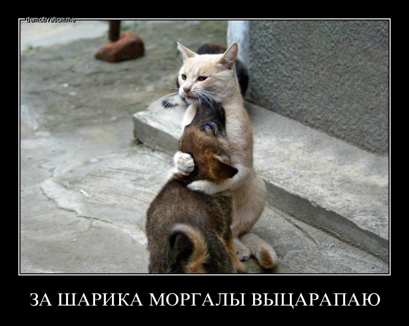 шарик.jpg