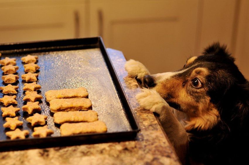 perro-con-ganas-de-comer-galletas.jpg