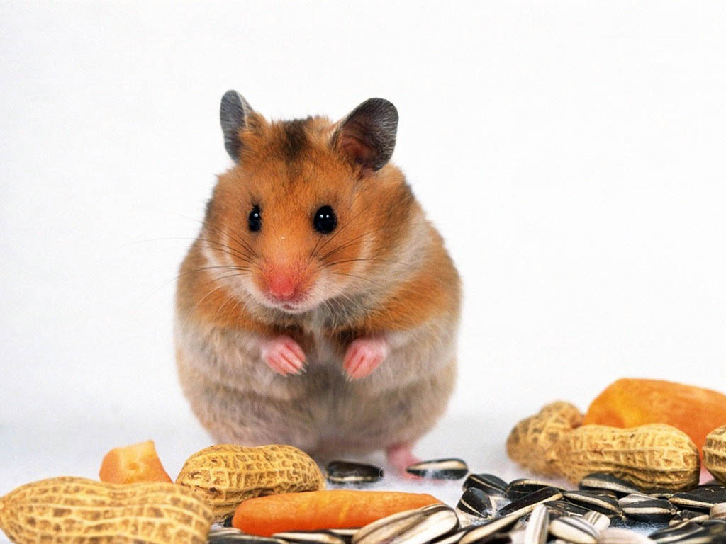 animals__120_.jpg