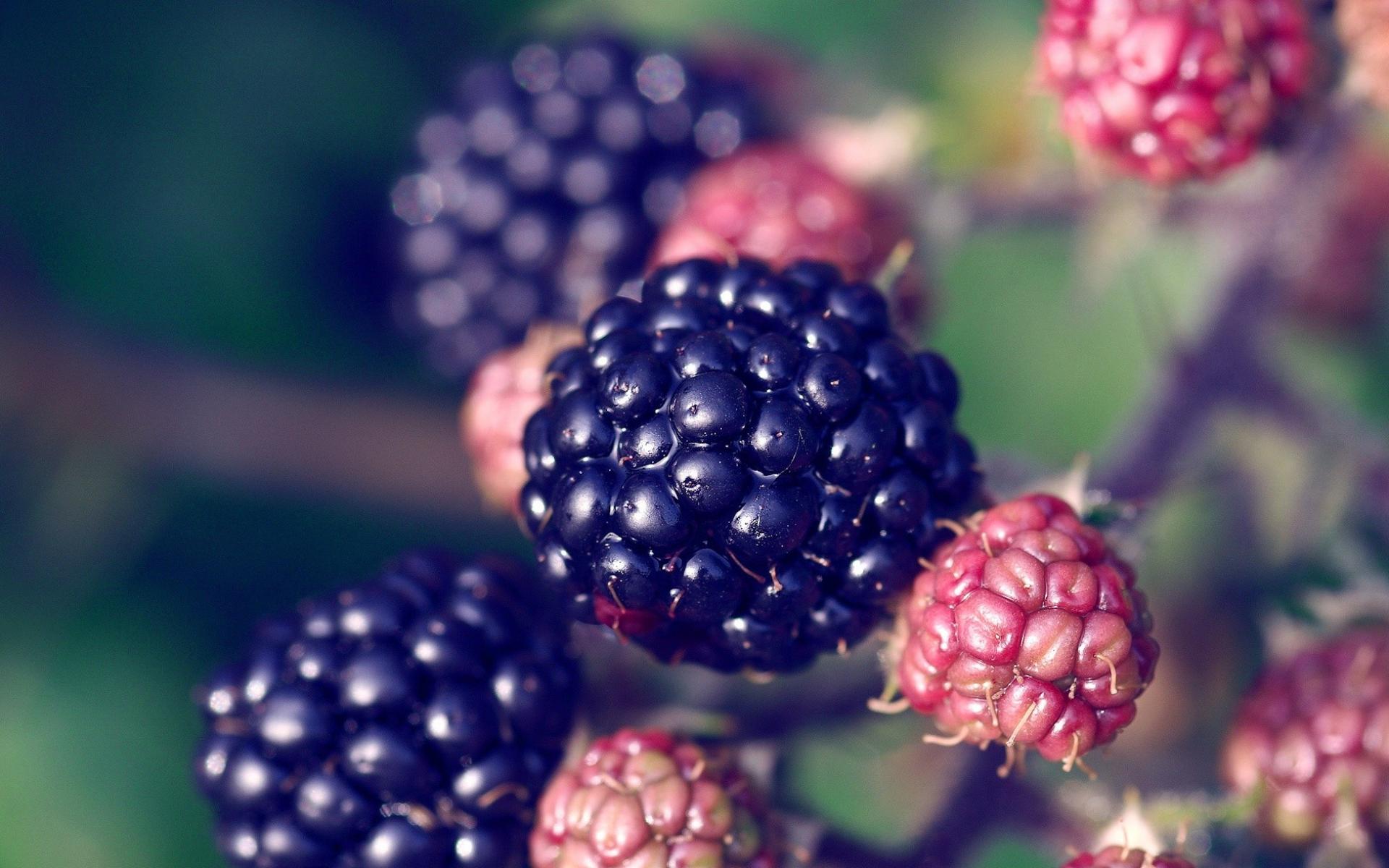 hq-wallpapers_ru_food_8700_1920x1200.jpg