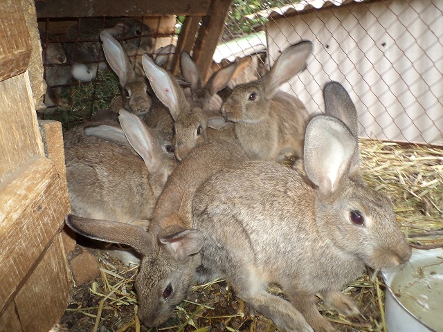 DSC00970.jpg